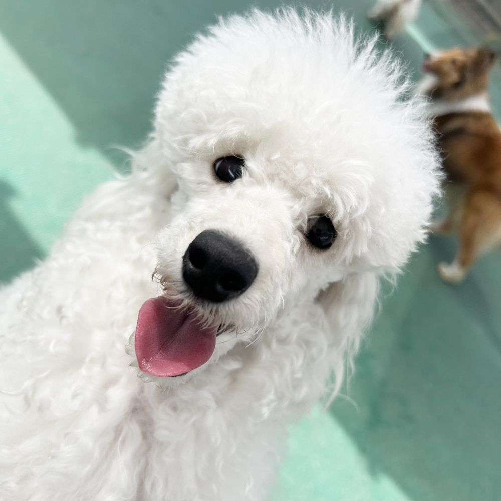 生徒が撮影したモデル犬♪②